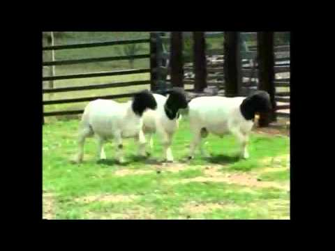 Buriá 349 TCG - Ovino Dorper