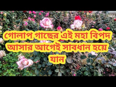 This danger is coming to everyone's rose tree #What is the solution??