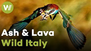Mount Etna: Wildlife at the base of Europe's most active volcano | Wild Italy - Ash and Lava