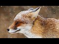 Amethystium. Hymnody (HD)