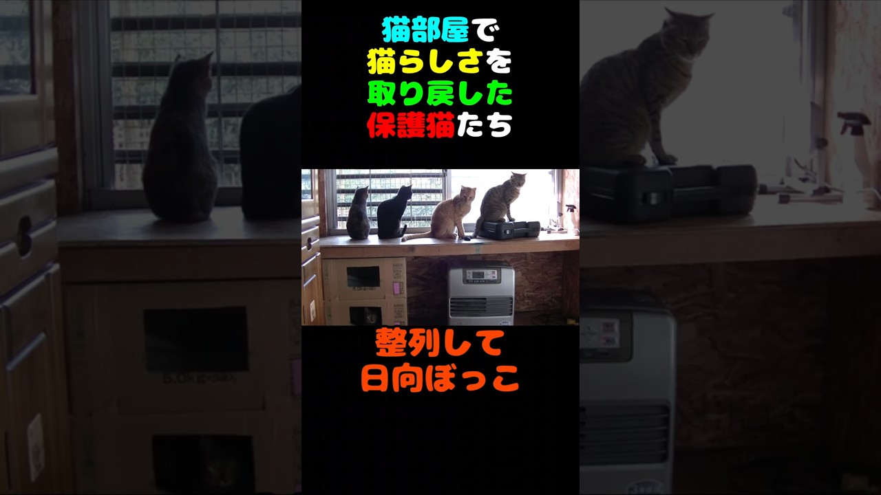 猫部屋で猫らしさを取り戻した保護猫たち #保護猫 #ねこ #猫 #多頭飼育崩壊 #cat #cats #ネコ