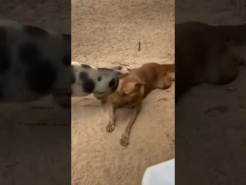 No cualquier físico califica pa liquidaciones Sacatripas! Ey #pumas1313 #comedy #sacatripas