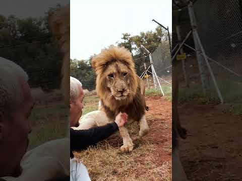 The Protective King🦁