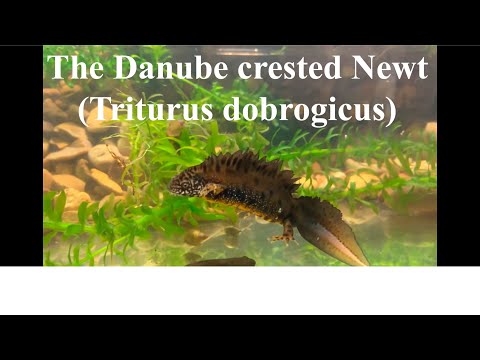 Mlok dunajsky (Triturus dobrogicus)