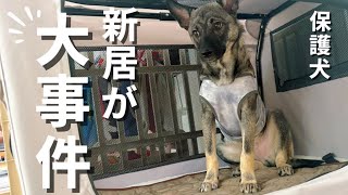     保護犬いとくんの新居が、まさかの事態に…