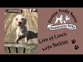 Video thumbnail 13 — Buckles of Sweetwater - An SOS Dog