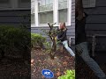 Pruning An Overgrown Holly (Or Other Shrubs!)