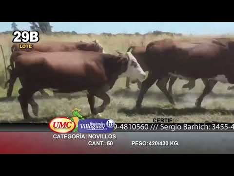 Lote 50 Novillos en Col. C. Pellegrini, Corrientes