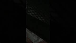 GOMI オリジナル　チコピドー