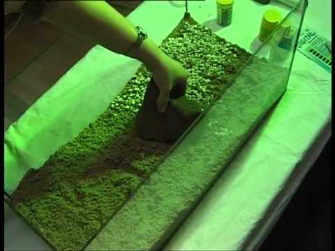 Tipps zur Haltung von Fischen