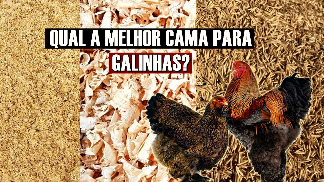 Posso usar AREIA como CAMA para GALINHAS? Qual a MELHOR CAMA para FRANGO? Saiba aqui