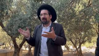 מלך הוא רועה ישראל הנאמן | הרב אליהו ובר (ישיבת הר הבית) - התמונה מוצגת ישירות מתוך אתר האינטרנט יוטיוב. זכויות היוצרים בתמונה שייכות ליוצרה. קישור קרדיט למקור התוכן נמצא בתוך דף הסרטון