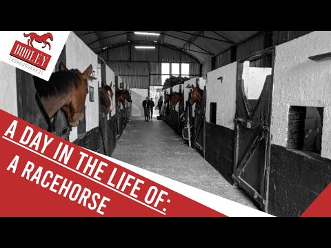 A Day In The Life Of: A Racehorse | 🏇 Dooley Thoroughbreds 🏇