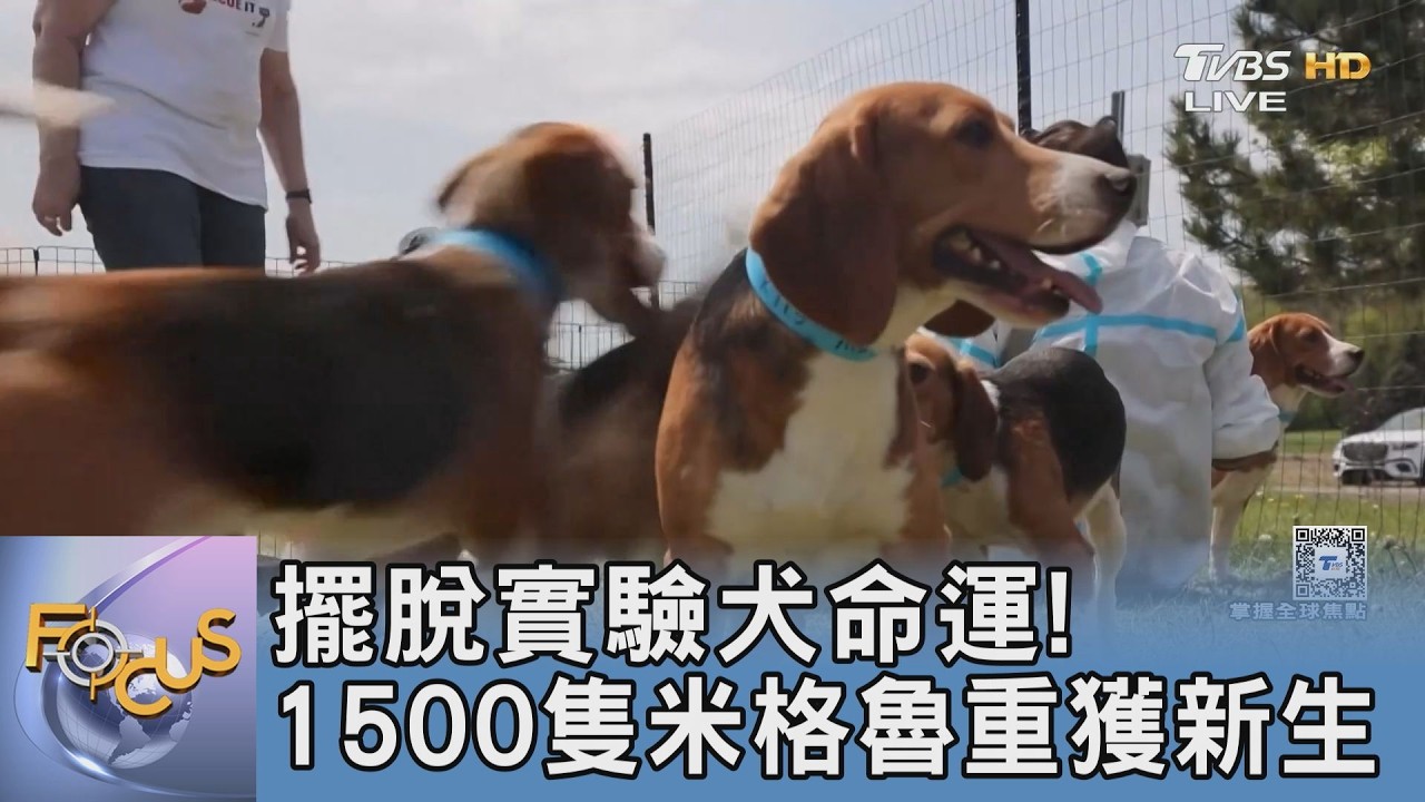 擺脫實驗犬命運!1500隻米格魯重獲新生
