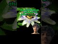 The Therapeutic Impact of Passion Flower on the Nervous System #passionflower #nervoussystem #herbal