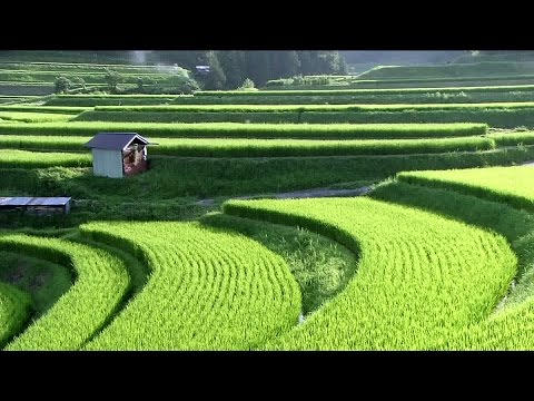 SATOYAMA: Japan's Secret Watergarden - BBC Natural World (Wildlife Documentary)