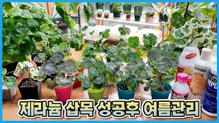 삽목 성공한 제라늄 여름철 화분관리, 물관리, 분갈이까지!!