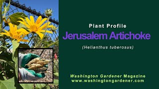 Jerusalem Artichoke Plant Profile
