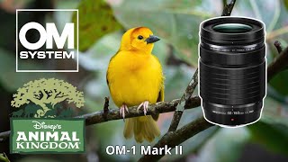 OM SYSTEM 40-150 f/4 PRO Disney's Animal Kingdom Photography OM-1 Mark II