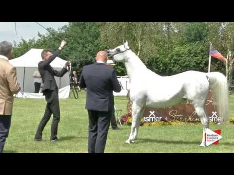 N.69 AL INAYA - Ströhen 2016 C-Show - Mares 7-9 years old (Class 10)