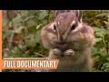 Exciting Animal Behavior in the most enchanting Forests of our Planet | Full Documentary DEFAULT Thumbnail
