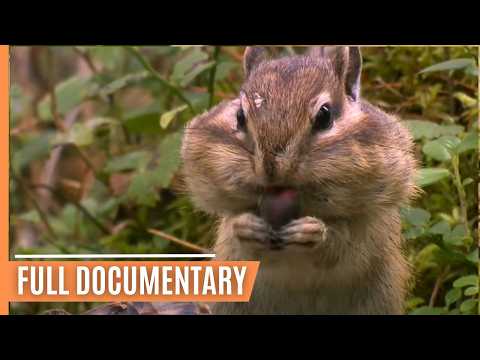 Exciting Animal Behavior in the most enchanting Forests of our Planet | Full Documentary