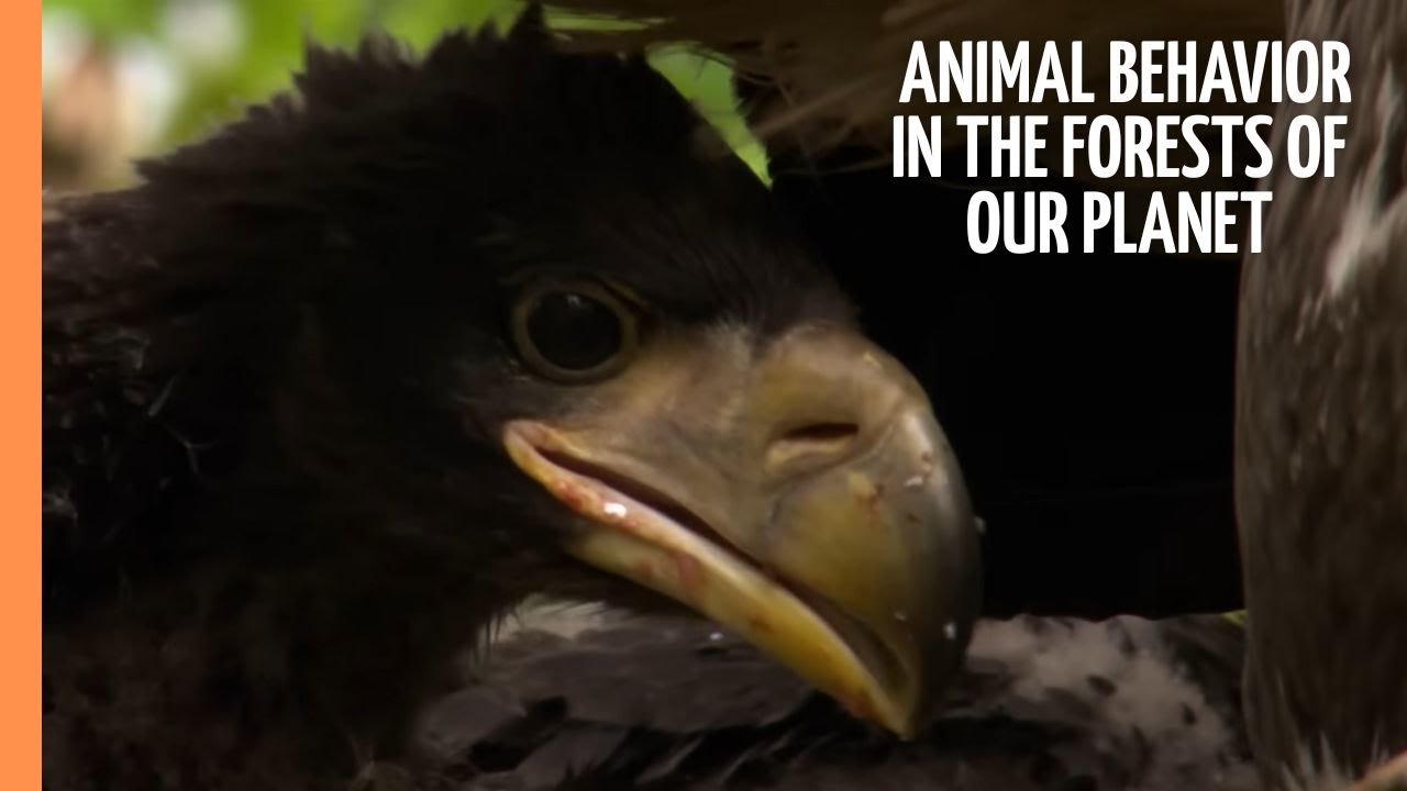Exciting Animal Behavior in the most enchanting Forests of our Planet | Full Documentary