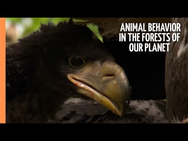 Exciting Animal Behavior in the most enchanting Forests of our Planet | Full Documentary SDDEFAULT Thumbnail