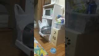 DIOとユナの飼い猫です😊