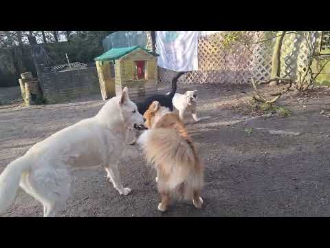 Iris & Cookie feat. Tiberius & Gnar (Tues)