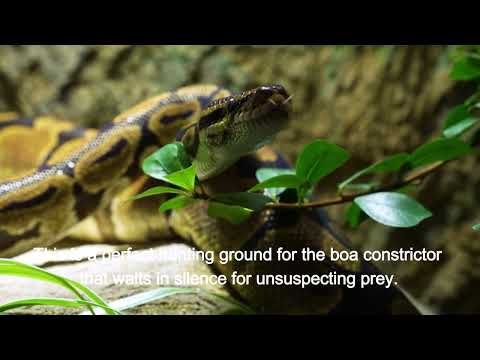 The Understory Layer of the Amazon Rainforest