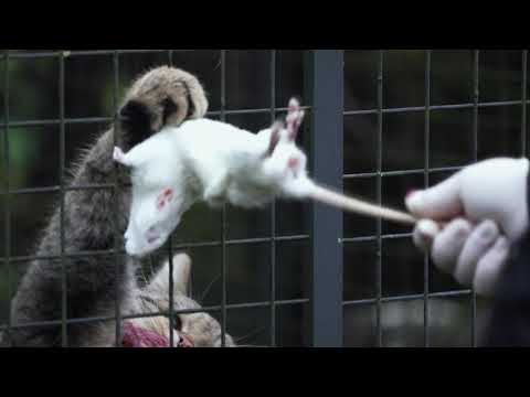 Żbik Maurycy poluje - The wildcat is hunting - 4K