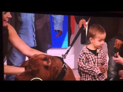 Boy controls 320lbs of MONSTER dogs & THE HULKs encore performance at watching himself on THE VIEW!