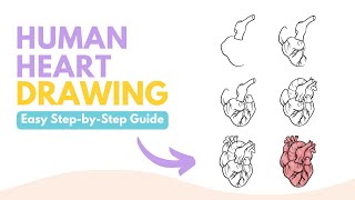 How to Draw a Human Heart - A Step-by-Step Guide
