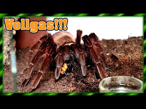 Theraphosa gibt Vollgas! | Vogelspinnen füttern