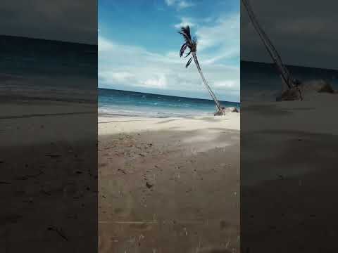 #music #playa #oceans #palmeiras #palmera #arena