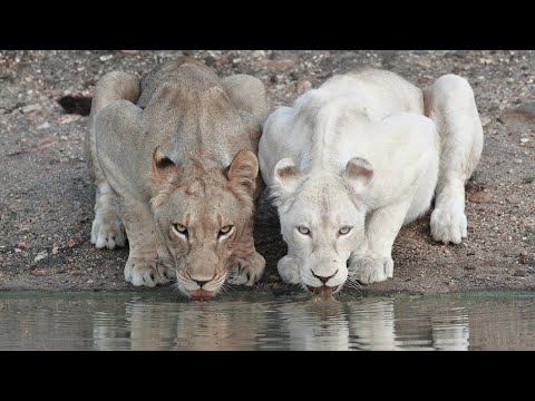 Die weißen Löwen von Timbavati