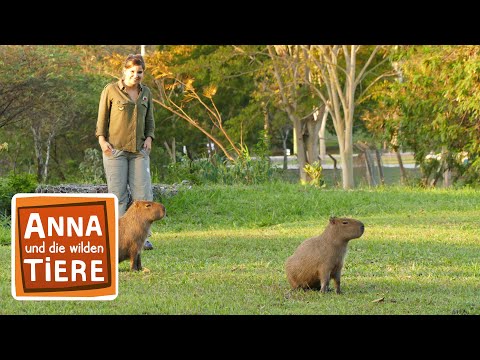 , title : 'Warum bellt das Wasserschwein? | Reportage für Kinder | Anna und die wilden Tiere'