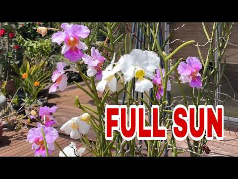 These Orchids Thrive in Full Sun… Most Growers Get This Wrong