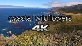 4K SCENE: Coastal Wildflowers Big Sur | Nature Relaxation™ Static Scene 1HR