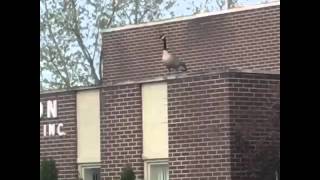 Drake - Views from the 6 (FULL ALBUM)