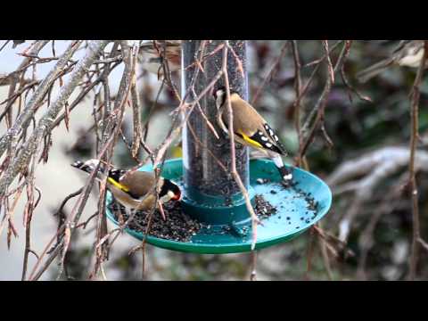 Goldfinches and Redpolls at the nyjer feeder