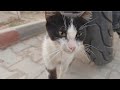 A Street Cat In A Tuxedo Meowing To Indicate It S Hungry