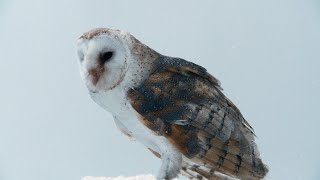 Chanel From dream to reality — CHANEL Watches and Fine Jewelry