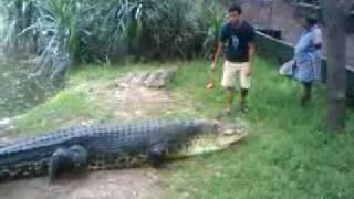 preview picture of video 'Crocodile feeding session'