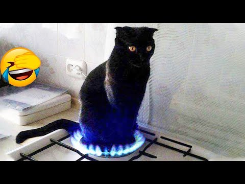 Best Funny & Cute Cats Videos | Cute Kitten🐶🐱 Part 3