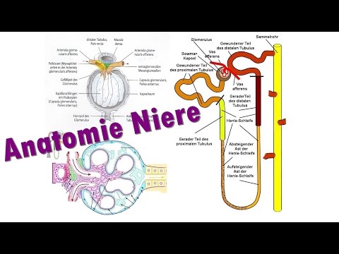 Anatomie Niere Teil 2/3 Glomerulus I Medlifecrisis