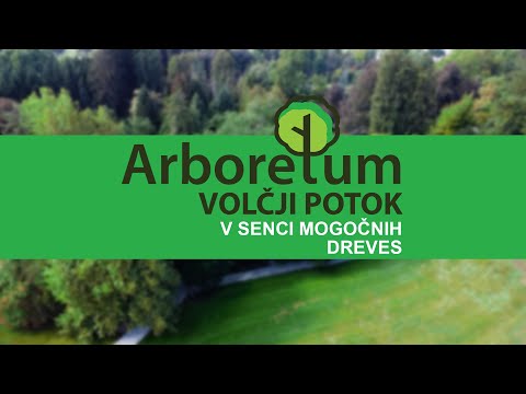 V senci mogočnih dreves v Arboretumu Volčji Potok