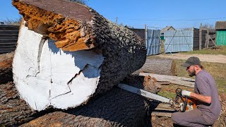 Opening a 100-Year-Old WHITE OAK Log