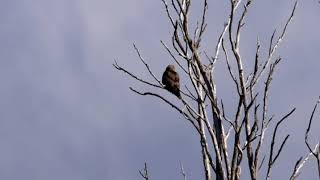 20180205ﾉｽﾘ（鵟）